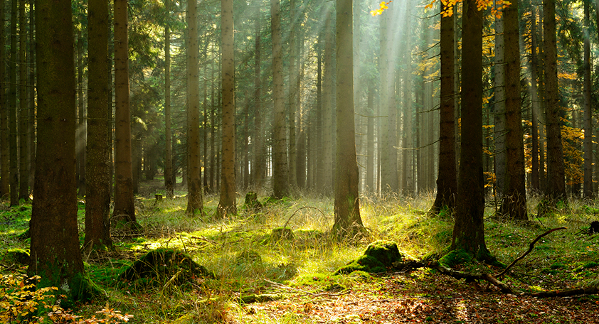 skog